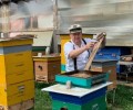 Кушвинский пчеловод проводит экскурсии по своей пасеке