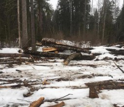Почти на 30 миллионов рублей незаконно напилил леса житель Красноуральска