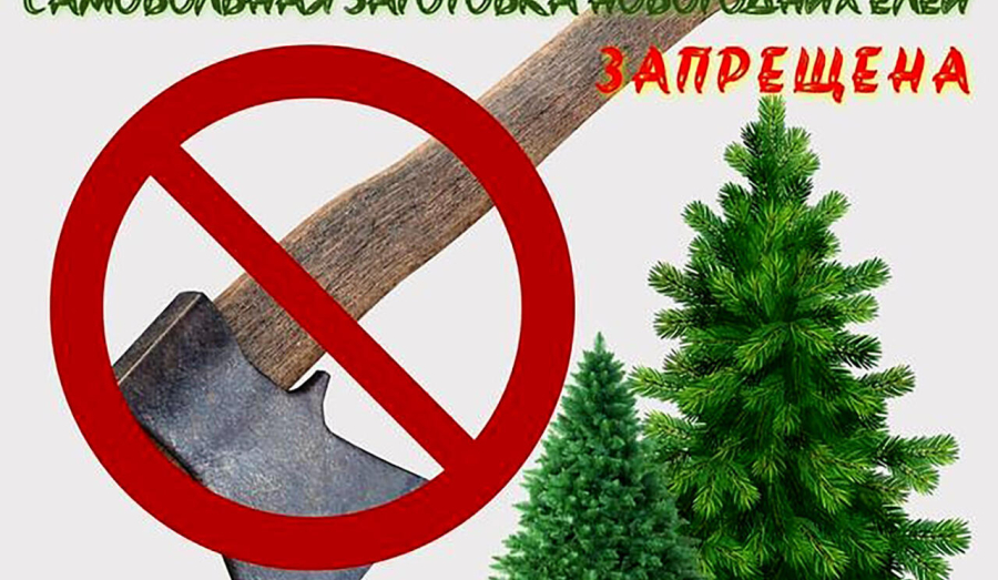Напоминаем : Самовольная вырубка елок на Новый год грозит административной или уголовной ответственностью