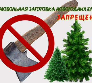 Напоминаем : Самовольная вырубка елок на Новый год грозит административной или уголовной ответственностью