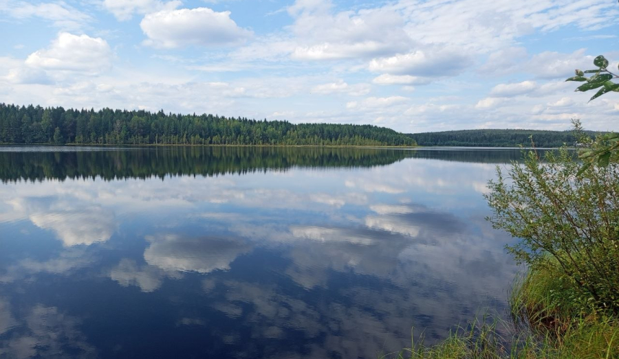 Верхнебаранчинский пруд под защитой: в водоем выпустили 8 тысяч мальков сазана