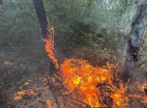 В Кушве для тушения лесных пожаров привлекают волонтеров